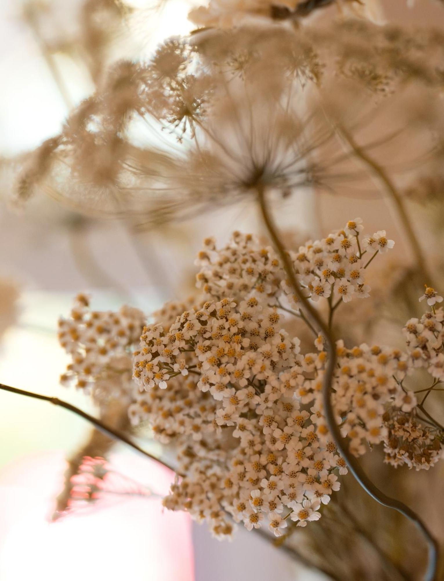 باث Leighton House - Boutique Guesthouse المظهر الخارجي الصورة Dried chamomile flowers